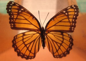 monarch butterfly monarch butterfly